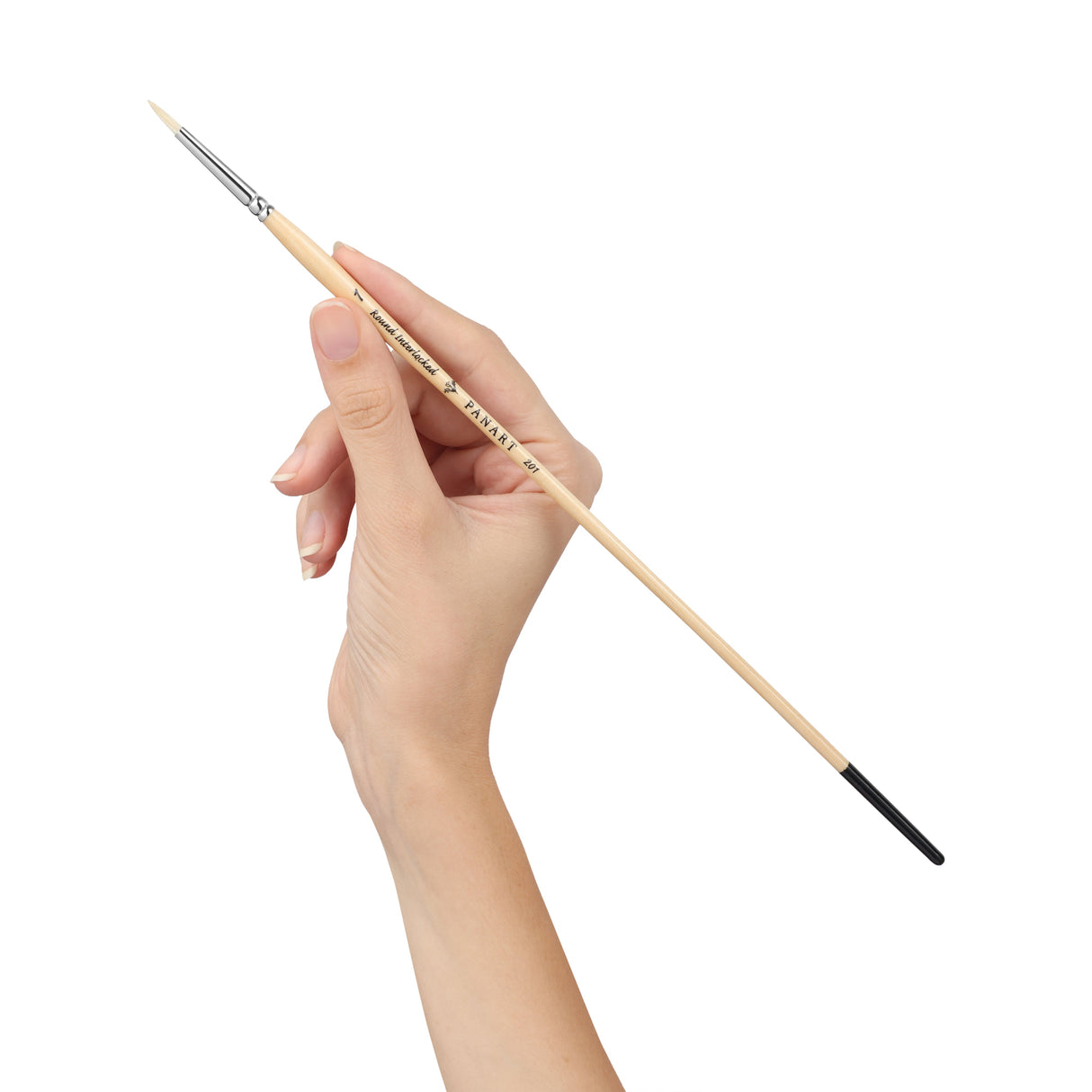 Panart white bristle round paintbrush with long wooden handle and black ferrule on white background